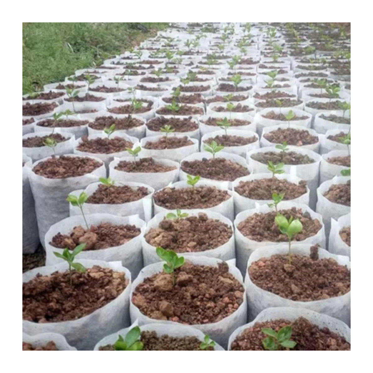 100 Stück biologisch abbaubare Vlies-Beutel für die Anzucht von Gemüse, Blumen und Samen im Hausgarten - Bild 3