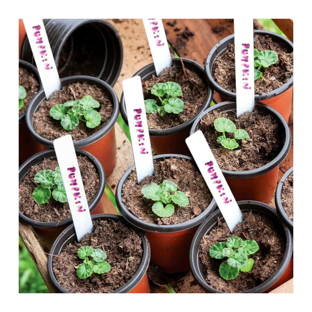 100 Stück Kunststoff-Blumentöpfe mit Tablett für Garten und Pflanzen, Durchmesser: 10,2 cm - Bild 5