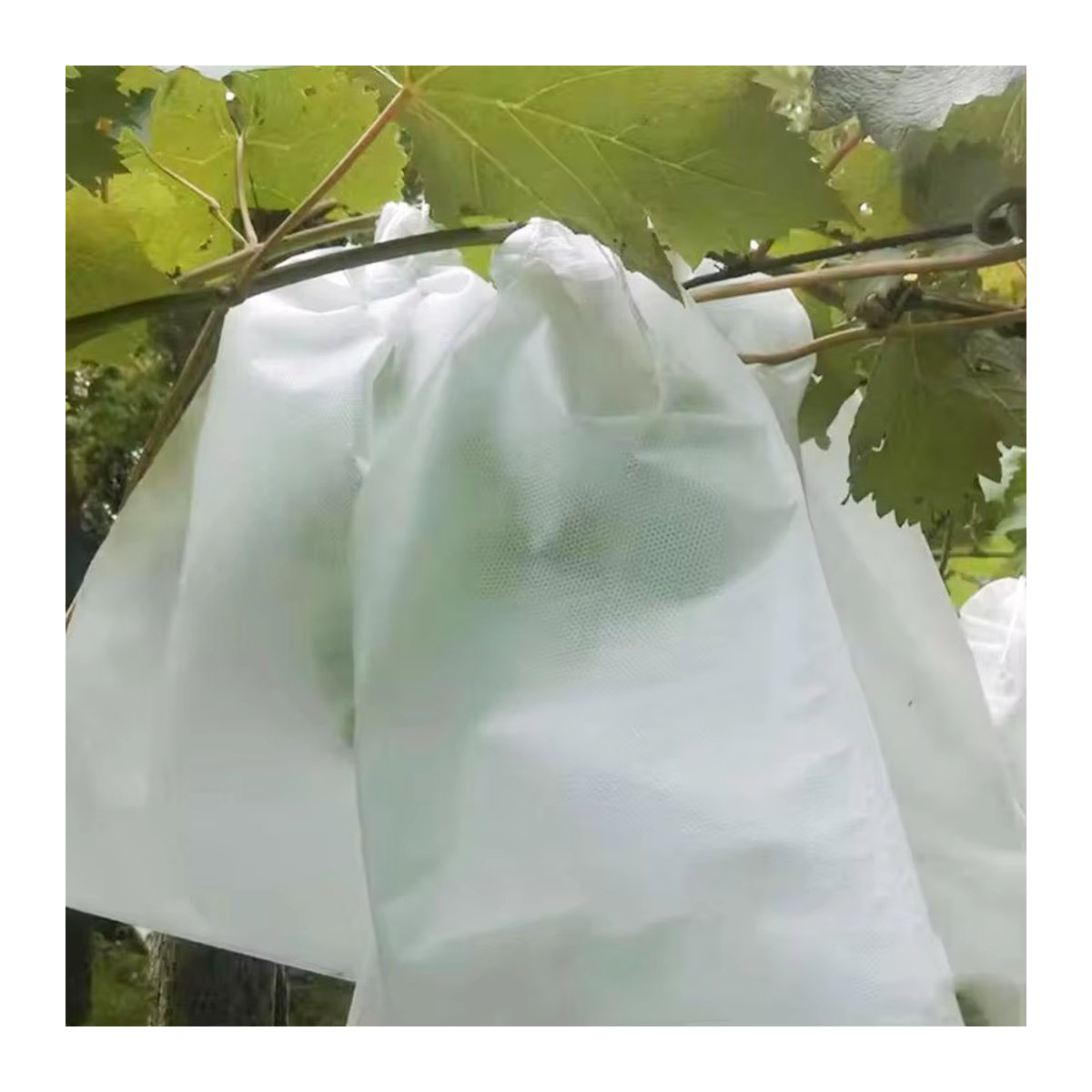 100 Stück Obstschutzbeutel aus Netzgewebe zum Schutz von Trauben und Gemüse vor Schädlingen und Vögeln - Bild 5