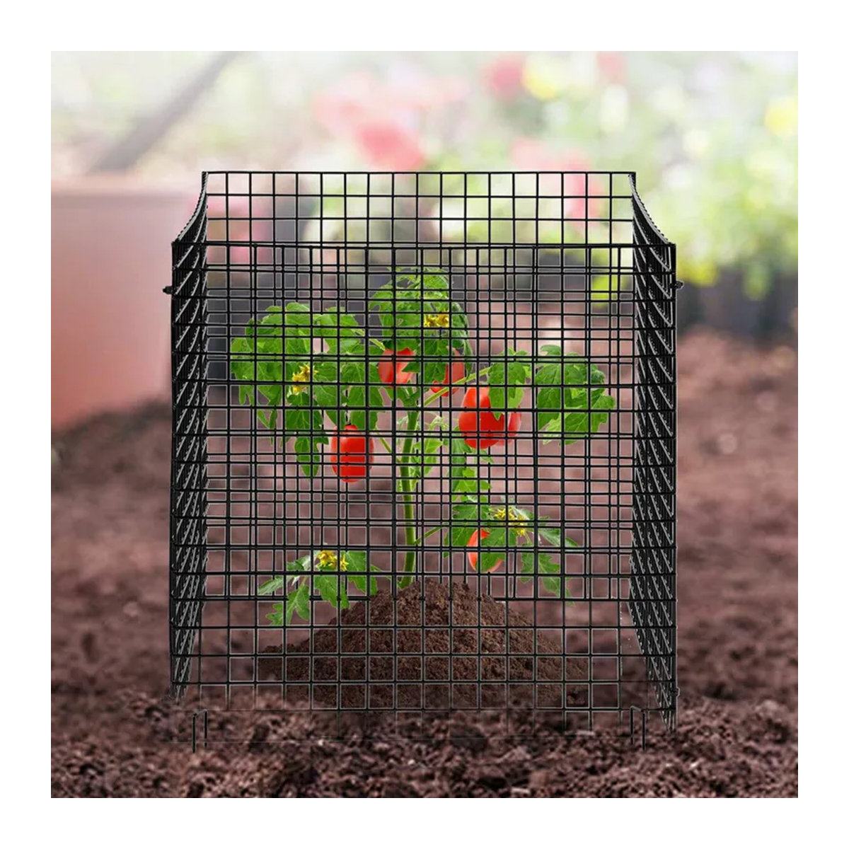 10er-Pack Pflanzenschutz Käfige von Buying Solutions, MB zum Schutz von Gemüse, B/B: 30,5 x 30,5 cm - Bild 6