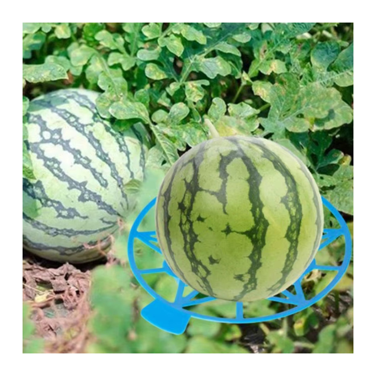 10er Set Melonenwiege und Kürbisstütze zur Unterstützung von Erdbeeren und Wassermelonen mit einer Tragkraft von bis zu 3,6 kg - Bild 4
