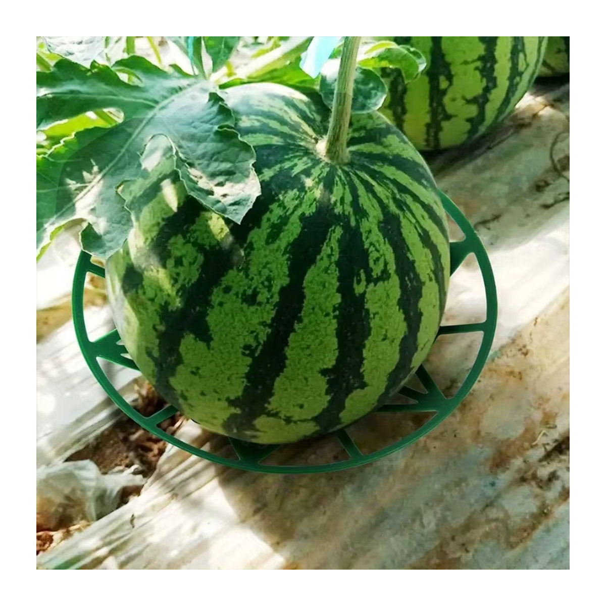 10er Set Melonenwiege und Kürbisstütze zur Unterstützung von Erdbeeren und Wassermelonen mit einer Tragkraft von bis zu 3,6 kg - Bild 5