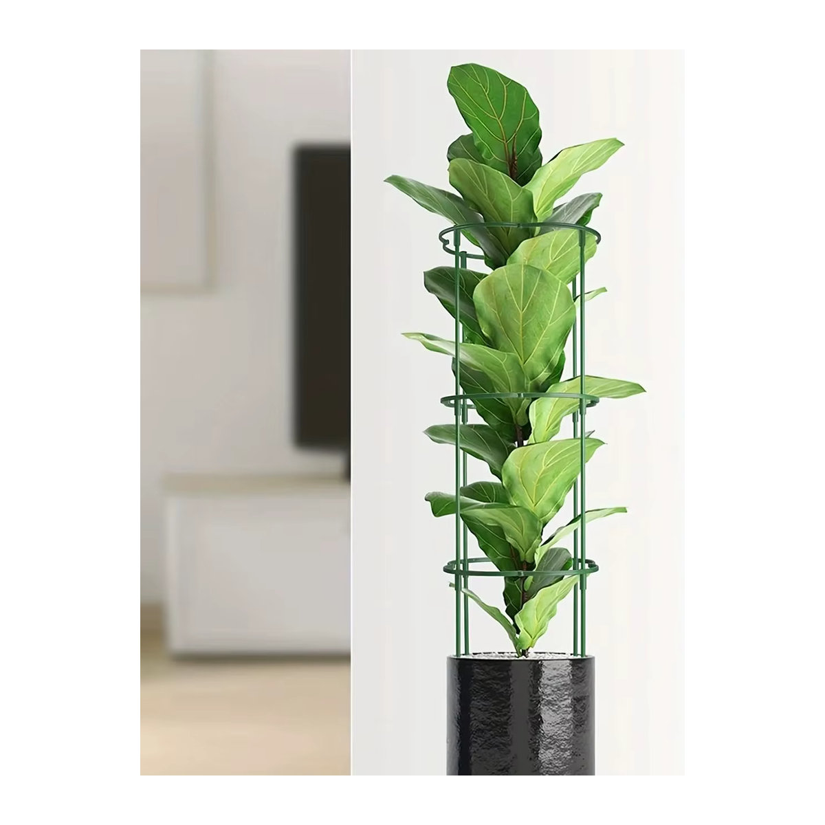 12/20 Stück halbrunde Pflanzenstützpfähle für Innen- und Außenpflanzen wie Tomaten, Monstera, Pfingstrosen und Hortensien - Bild 5