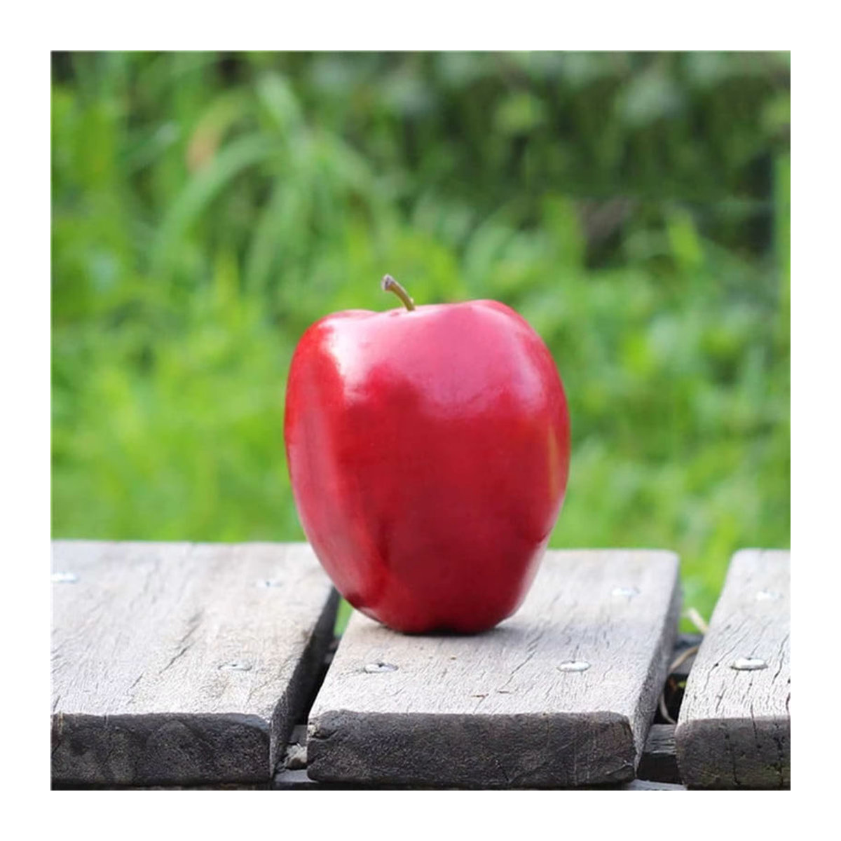 12 Stück künstliche rote Äpfel als Dekoration für Küche und Garten sowie als Requisiten für Fotografie und Party - Bild 3
