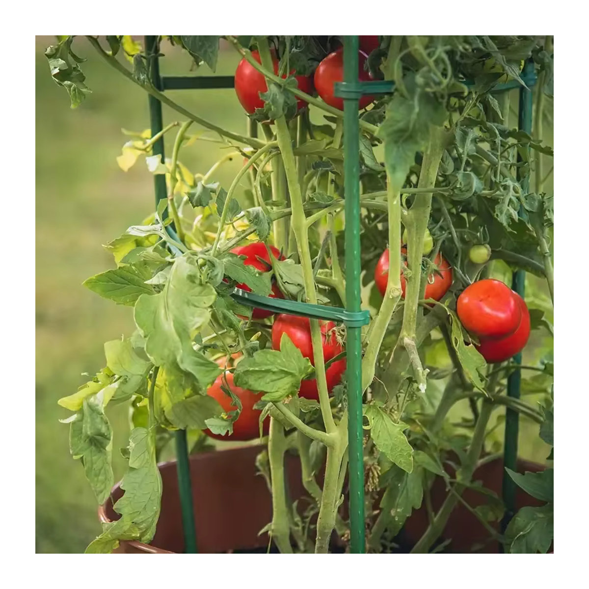 20 Stück Gartenpflanzen Stützverbinder aus flexiblem Kunststoff für Tomatenkäfige und Gurkengitter im Gewächshaus - Bild 2