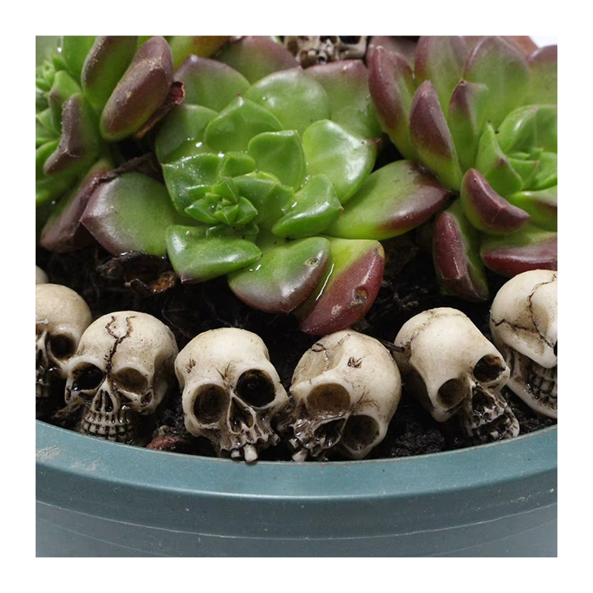 20 Stück Mini-Schädelköpfe von APWIKOGER aus Kunstharz in Grau und Beige zur Dekoration für Halloween, Garten und Topfpflanzen - Bild 5