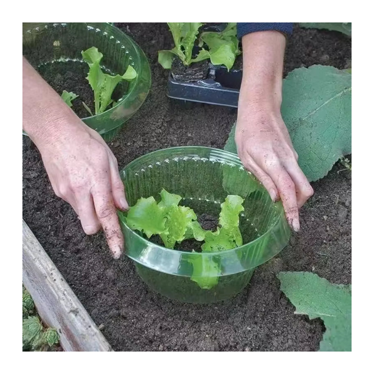 20 Stück Schneckenhalsbänder als insektensicherer Pflanzenschutz für Gemüse und Gartenpflanzen, wiederverwendbare Schutzvorrichtungen - Bild 3