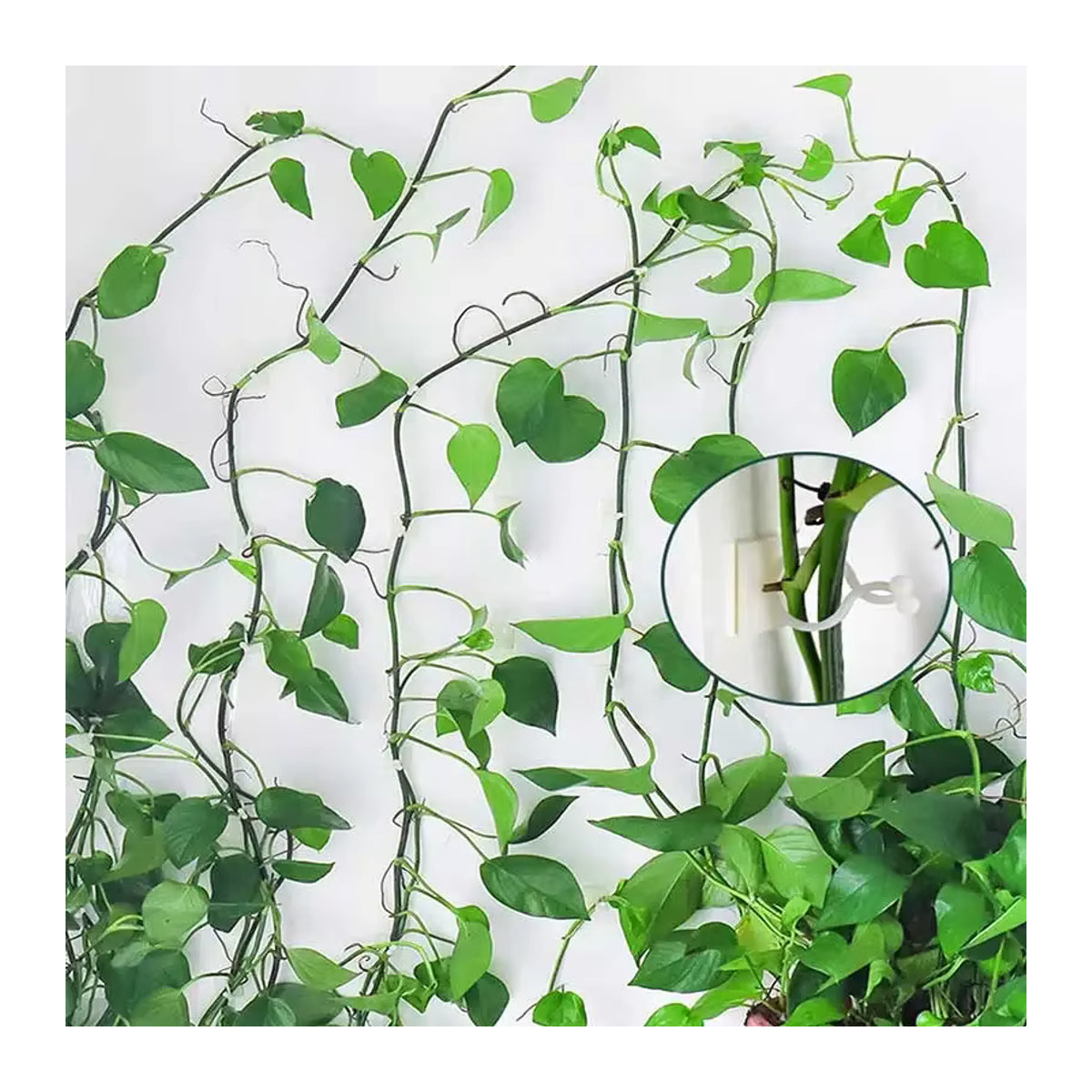 20 Stück selbstklebende Pflanze Kletterwand Befestigung Clips für Rattan und Reben zur unsichtbaren Garten Wandbefestigung - Bild 2