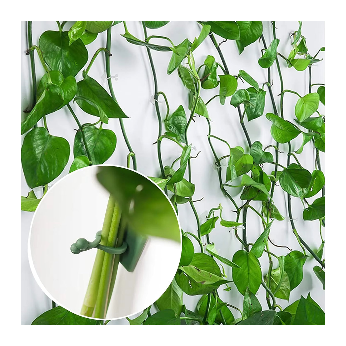 20 Stück selbstklebende Pflanze Kletterwand Befestigung Clips für Rattan und Reben zur unsichtbaren Garten Wandbefestigung - Bild 3