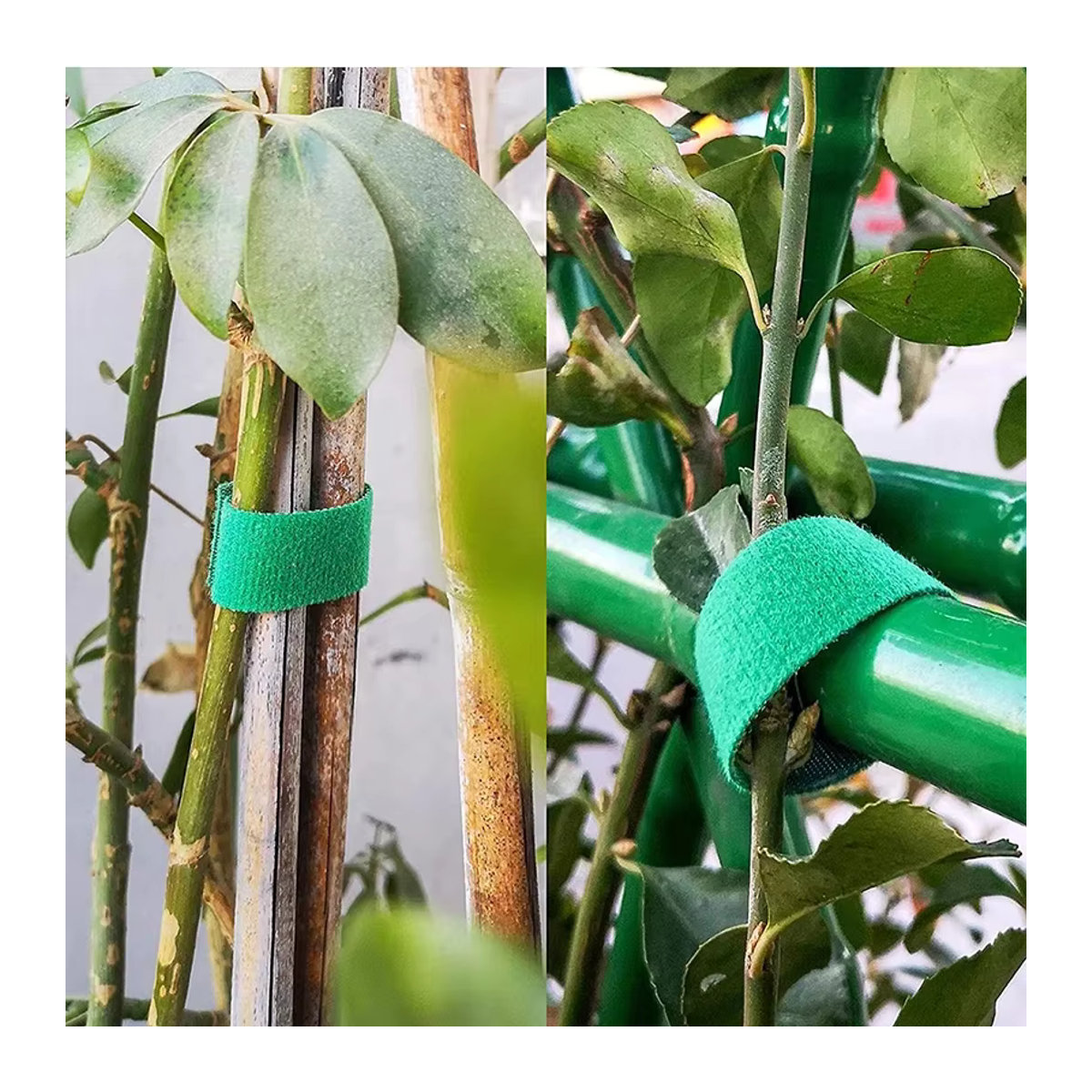 3 Rollen grüne Gartenschnur aus Nylon als Pflanzenbinder und Pflanzenverband mit 2 Meter Länge für die Unterstützung deiner Pflanzen und Gartenarbeit - Bild 3