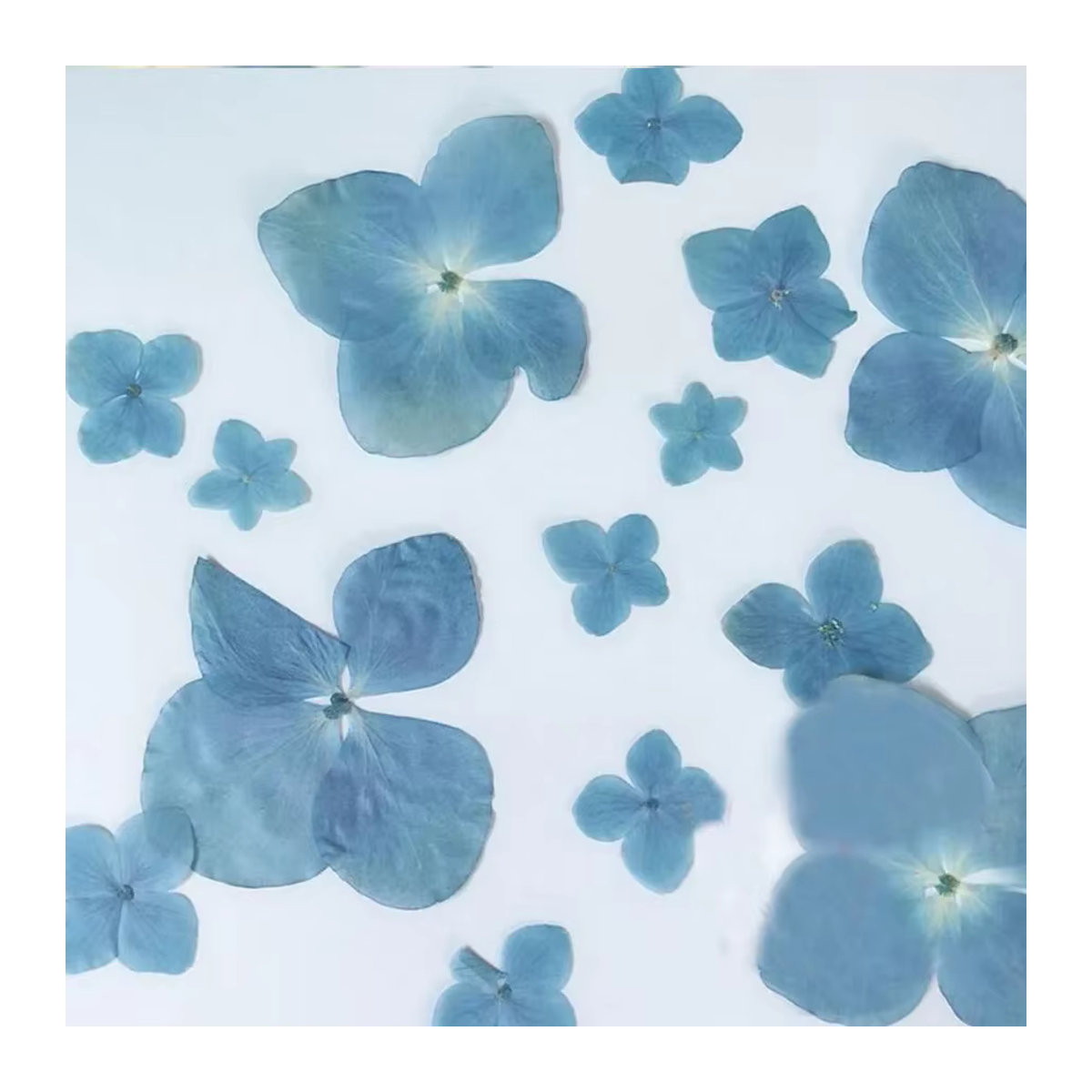 30 Stück DRtrade gepresste blaue natürliche getrocknete Hortensien Blumen für Handwerk und Schmuck - Bild 2
