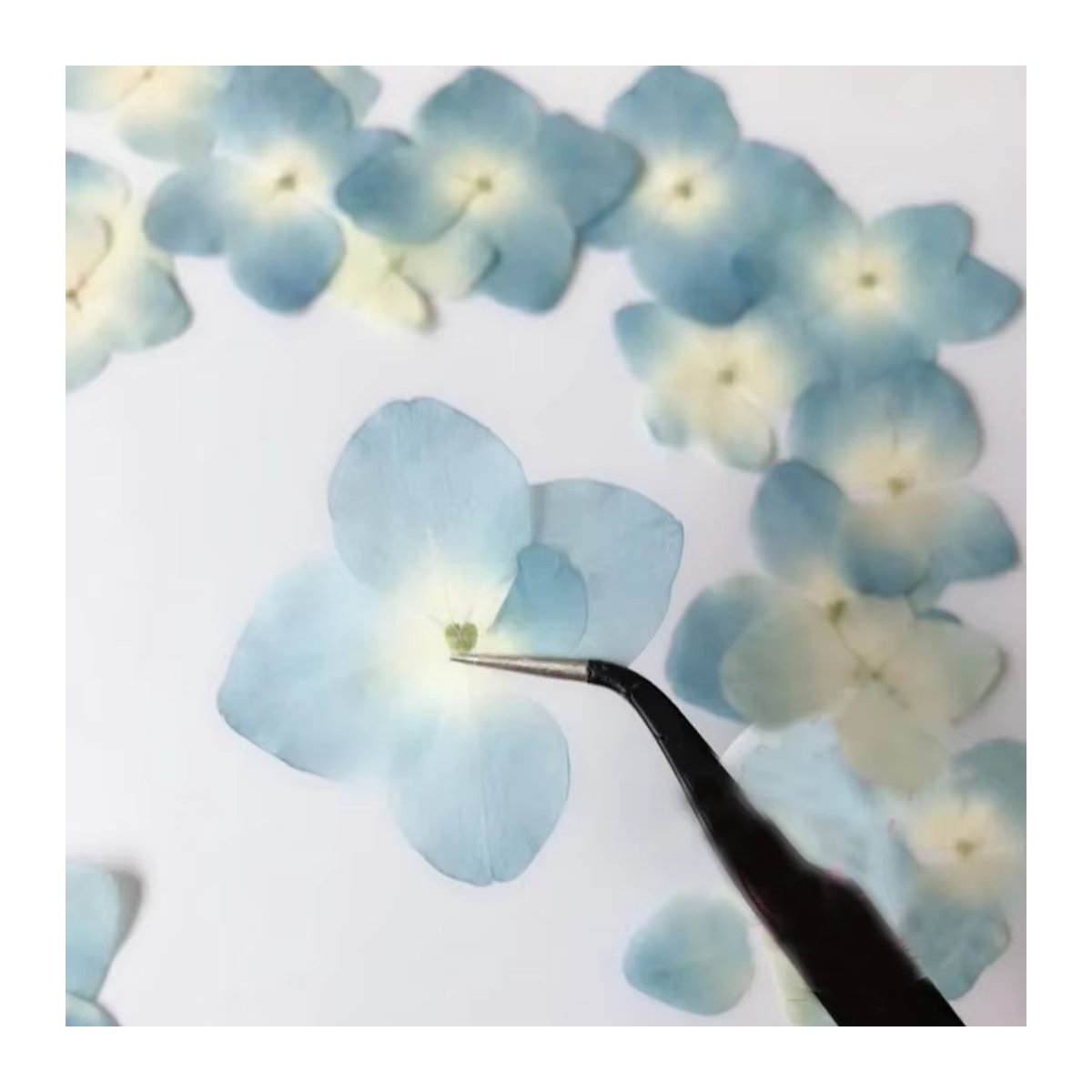 30 Stück DRtrade gepresste blaue natürliche getrocknete Hortensien Blumen für Handwerk und Schmuck - Bild 3