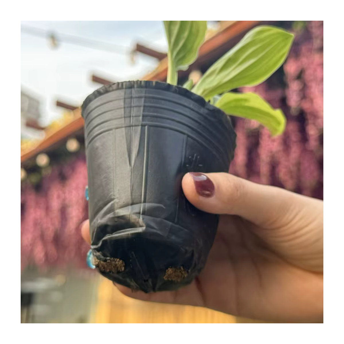 300 Stück Garten Sämling Tassen aus schwarzem Kunststoff für den Gemüse- und Pflanzenanbau - Bild 5