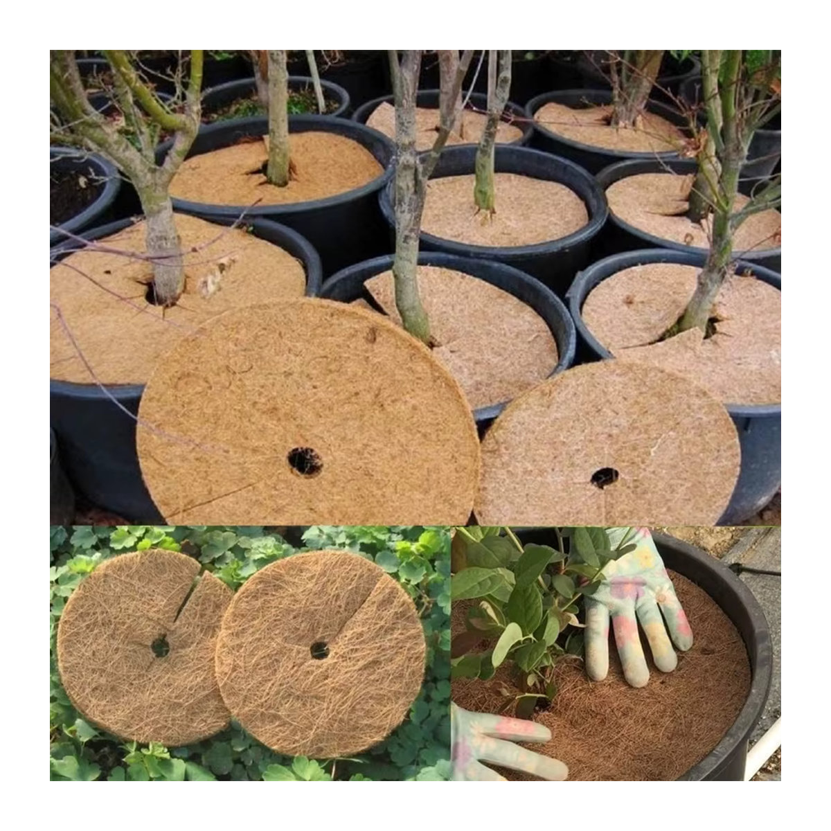 4er-Set Natürliche Kokosfaser Mulchringe als Pflanzenprotektoren für Indoor und Outdoor, Durchmesser: 20 cm, 30 cm, 45 cm und 60 cm - Bild 5
