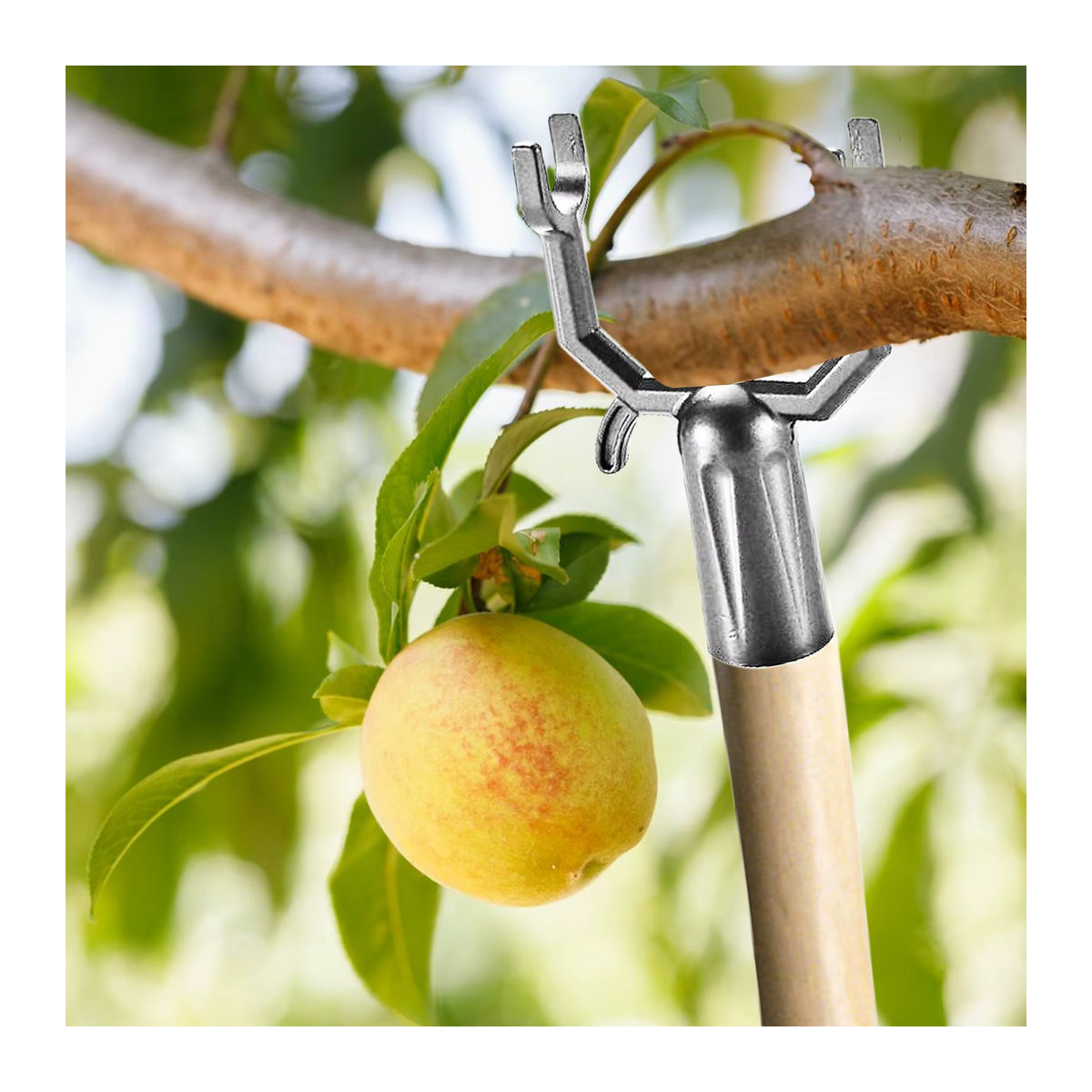 5-teiliges Set verstellbare Baumzweig-Unterstützung aus rostfreiem Material als Aststreuer und Obstpfahl für den Außenbereich - Bild 4