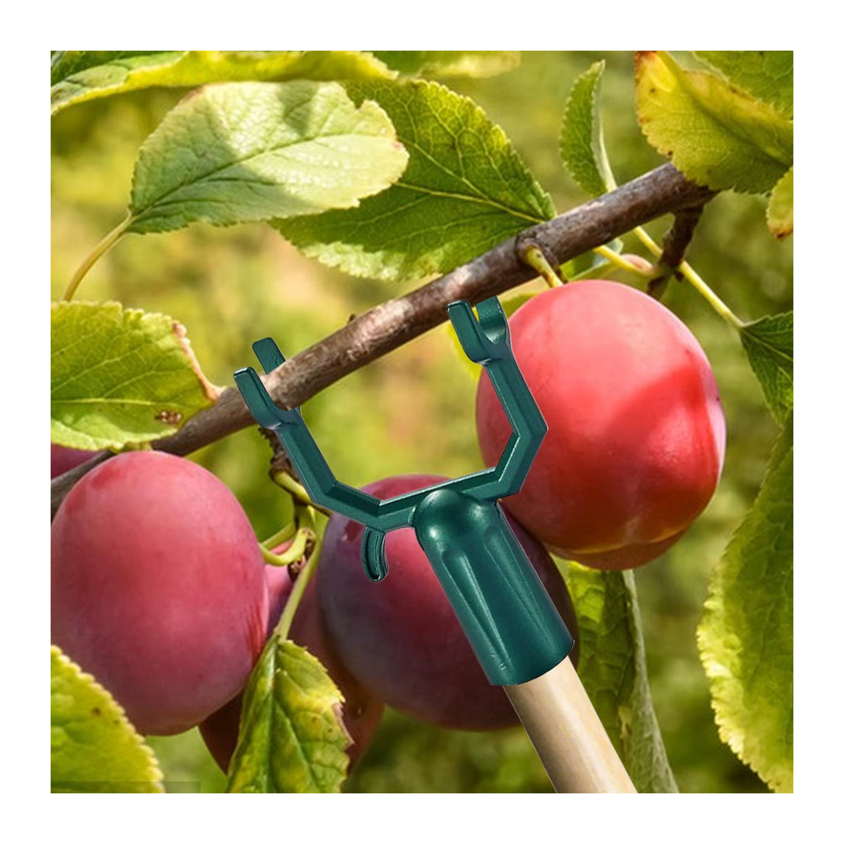 5-teiliges Set verstellbare Baumzweig-Unterstützung aus rostfreiem Material als Aststreuer und Obstpfahl für den Außenbereich - Bild 5