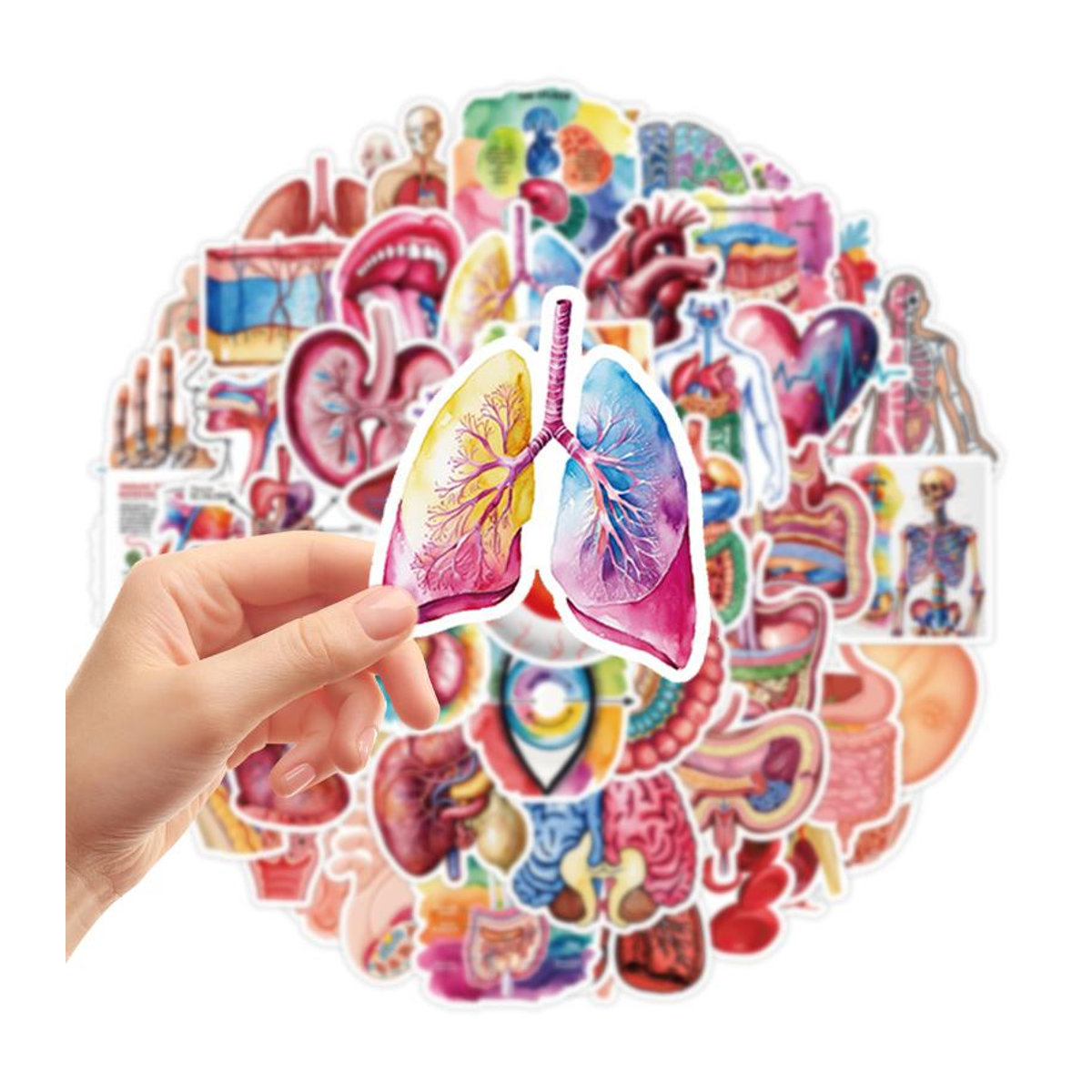 50 Stück Anatomie Aufkleber mit menschlichen Organen von Fashnics, wasserfeste Vinyl-Aufkleber für Studenten und Pflegekräfte, mehrfarbig - Bild 3