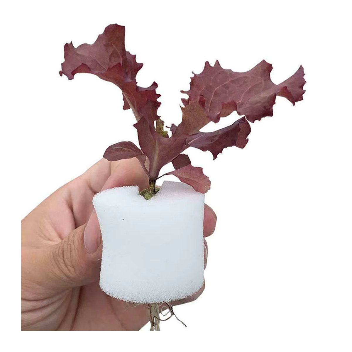 50 Stück UV-beständige Kunststoff Netzbecher Zylinder mit Schwamm für Hydrokultur, Aquaponik und Orchideen - Bild 4