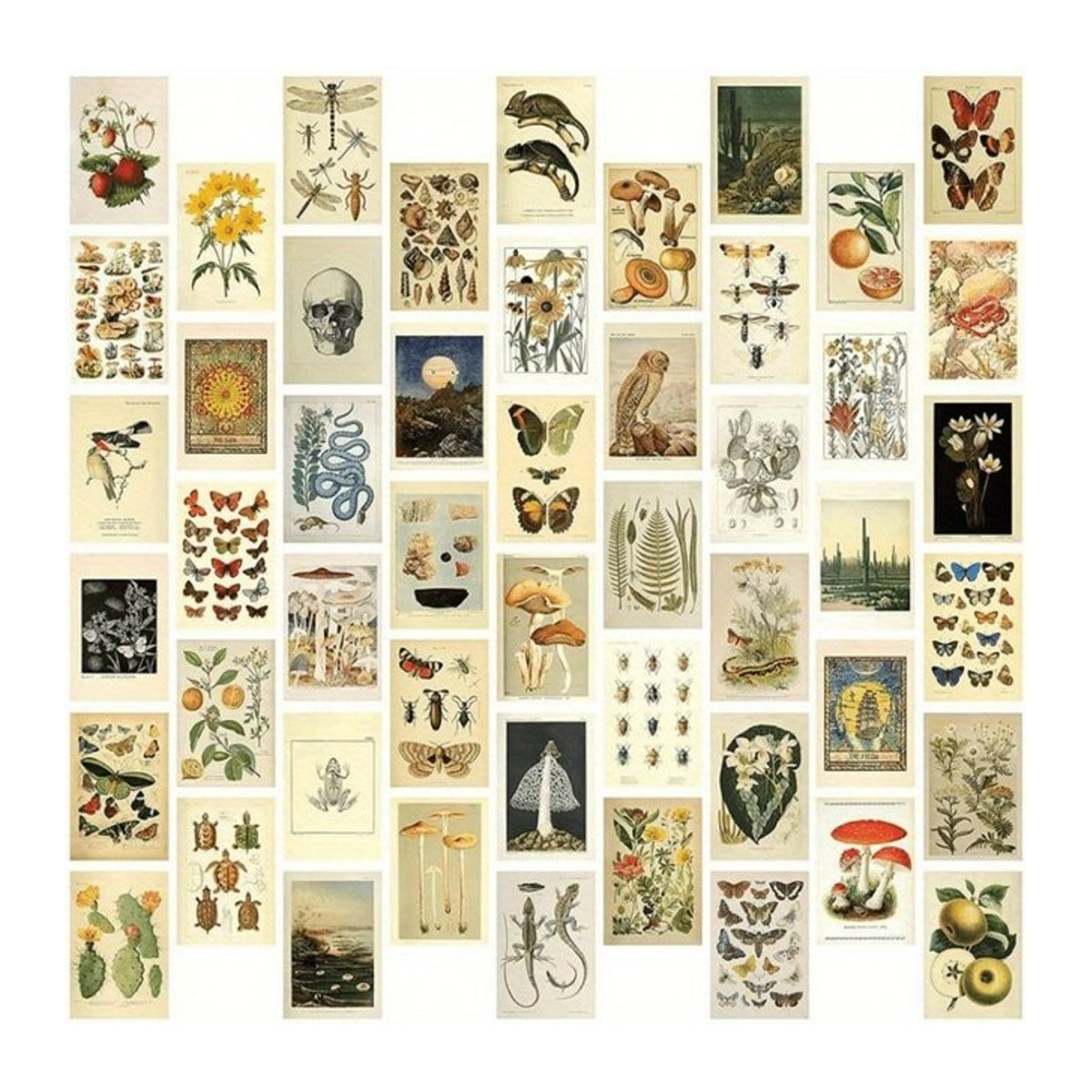 50-teiliges Set Vintage-Sammelkarten mit floralen Motiven wie Pflanzen, Schmetterlingen und Pilzen in Mehrfarbig, Rechteckig - Bild 1