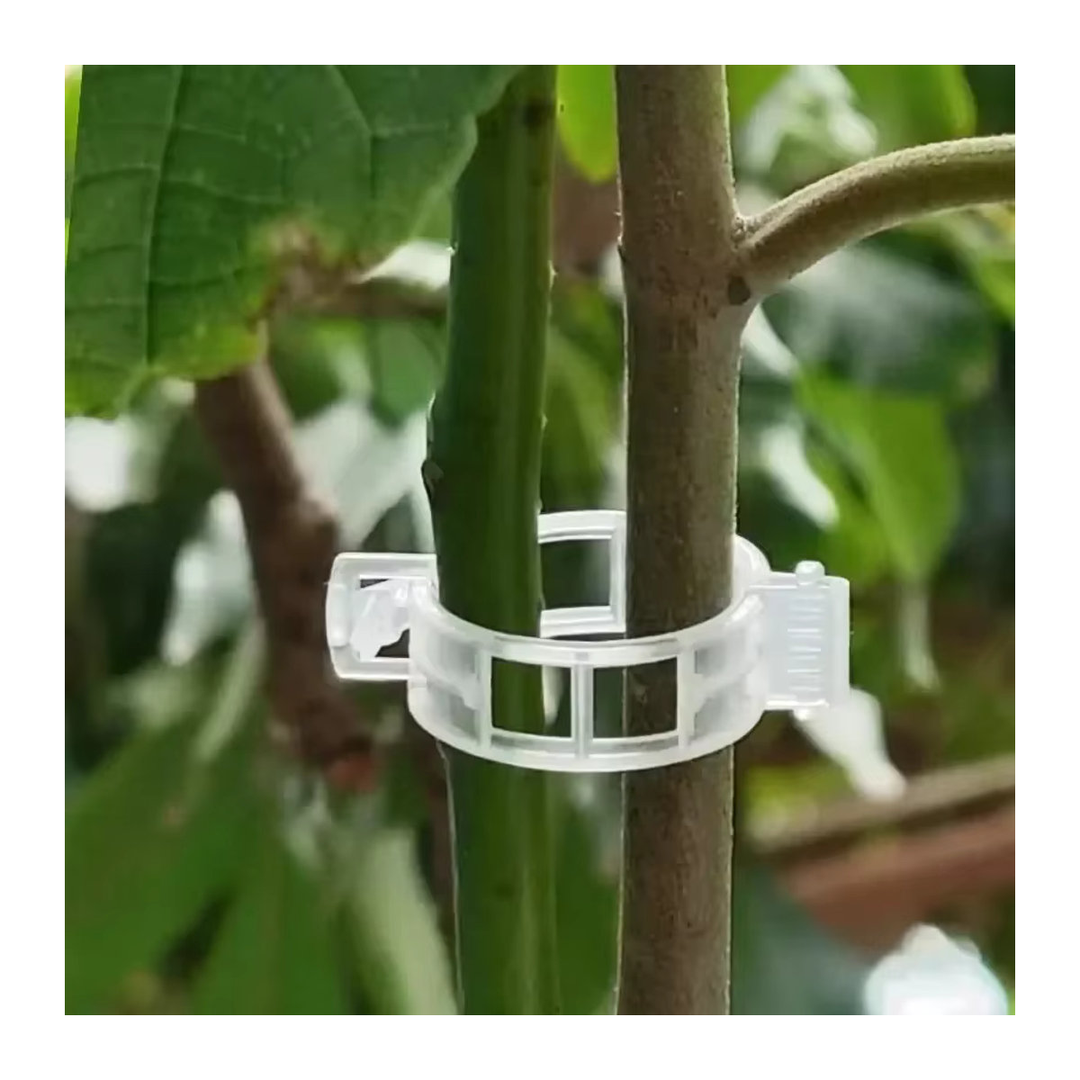 500 Stück Pflanzenclips aus Kunststoff zur Befestigung von Reben, Tomaten und Gemüse für die Gartenarbeit - Bild 3