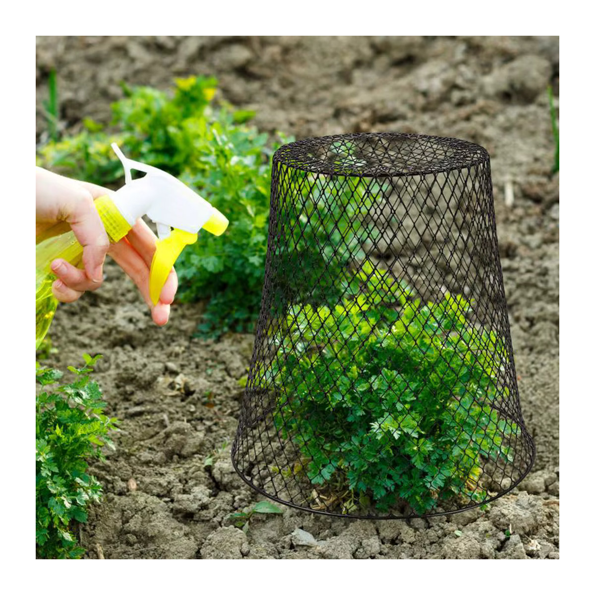 5er-Set Huhn Draht Cloche als Pflanzenschutzring gegen Schnecken und Schädlinge für Garten und Hof - Bild 2