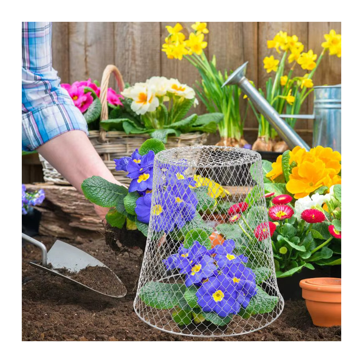 5er-Set Huhn Draht Cloche als Pflanzenschutzring gegen Schnecken und Schädlinge für Garten und Hof - Bild 3