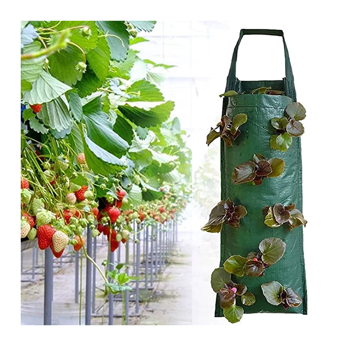 Adhere To Fly Vertikale Pflanztasche für Erdbeeren und Gemüse mit 6/8/10 Löchern für Indoor und Outdoor - Bild 5