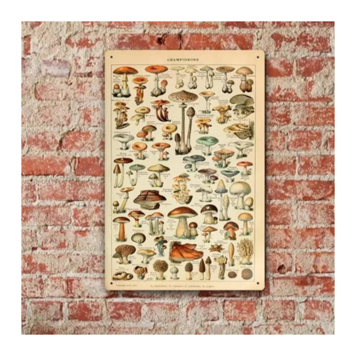 Adolphe Millot Aluminiumschild Pilze Vintage-Stil in Beige, Wandmontage, B/H: 30 x 20 cm - Bild 1