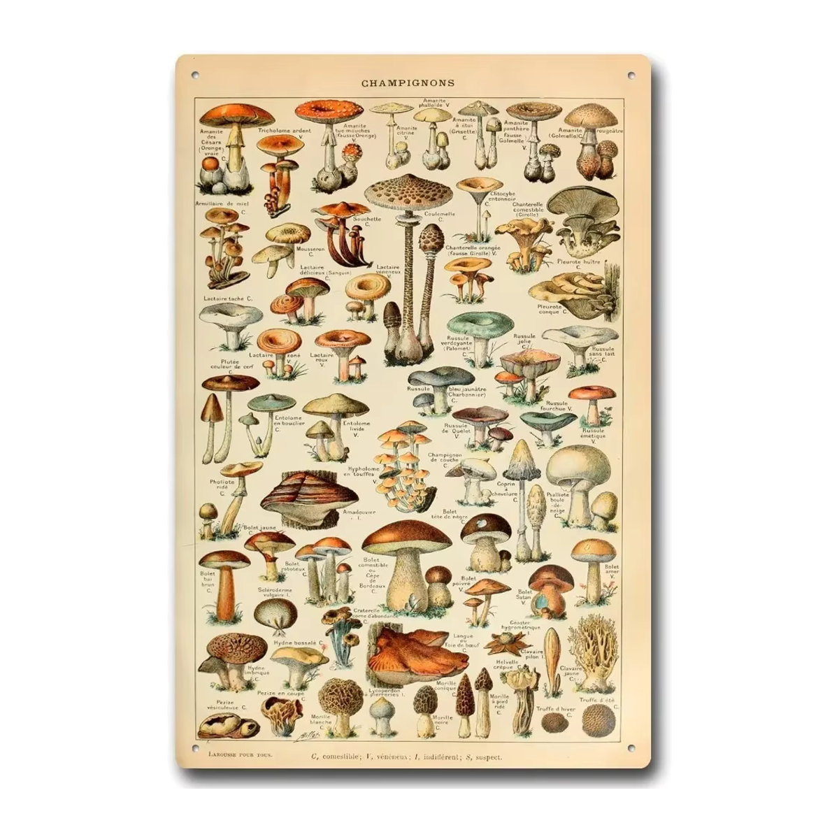 Adolphe Millot Aluminiumschild Pilze Vintage-Stil in Beige, Wandmontage, B/H: 30 x 20 cm - Bild 2