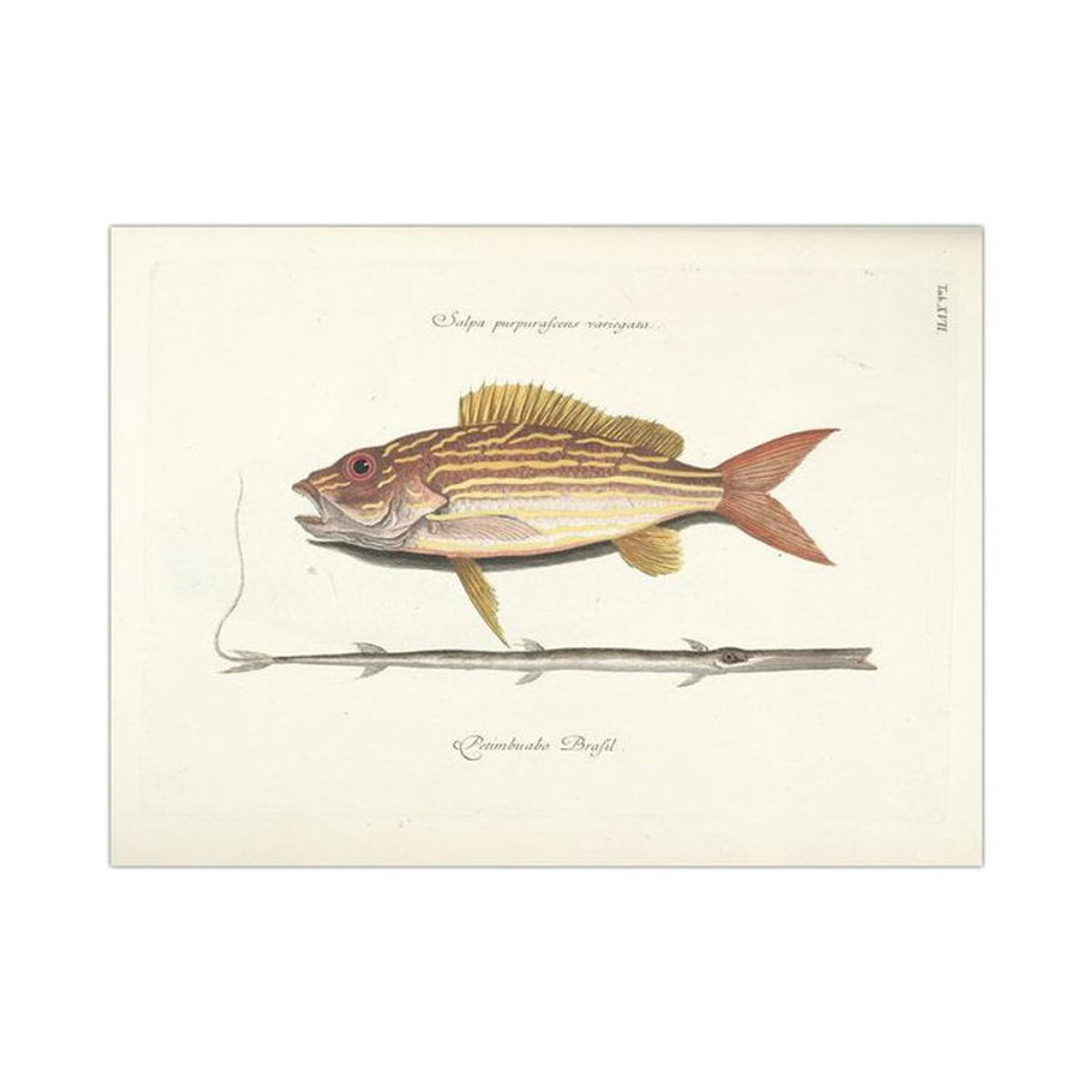 Aidegou31 Leinwandbild Retro Fisch Tierdruck Wandkunst für Wohnzimmer und Restaurant, mehrfarbig, B: 30 cm, H: 20 cm - Bild 1