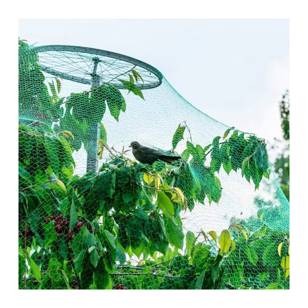 Anti-Vogelschutz Netz aus Mesh für Garten, Pflanzen, Teich und Pool - Bild 3