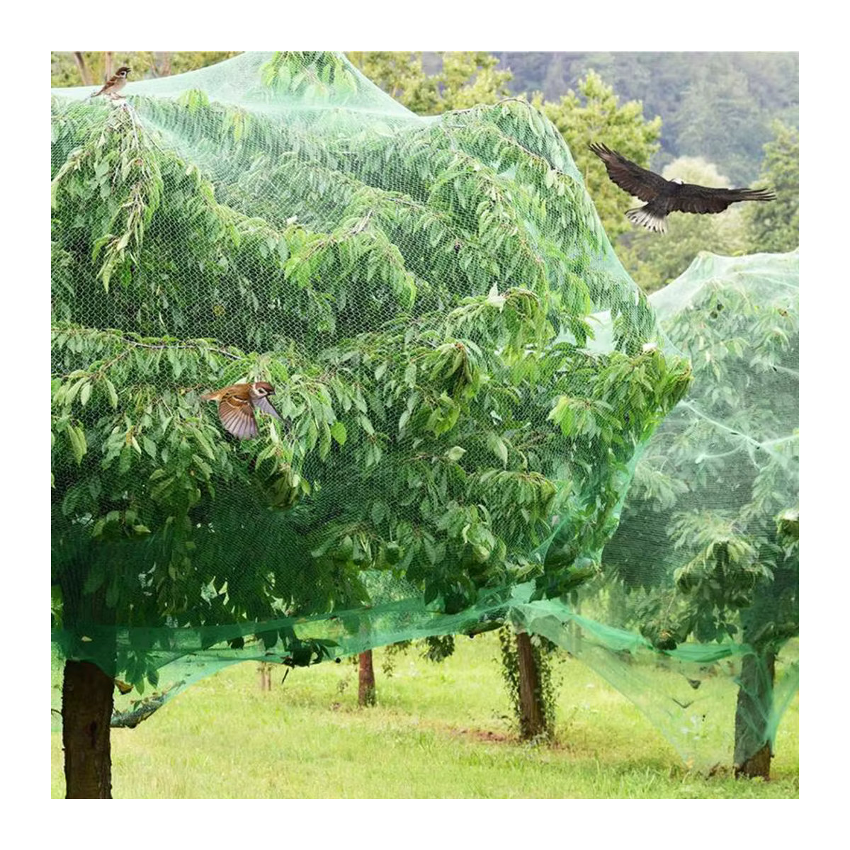 Anti-Vogelschutz Netz aus Mesh für Garten, Pflanzen, Teich und Pool - Bild 4
