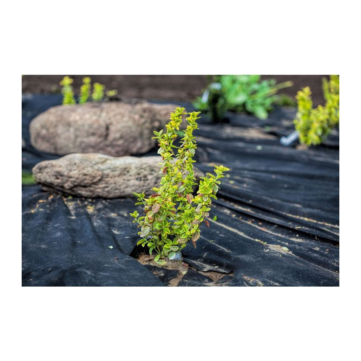 Aquagart Unkrautvlies UV-stabil als Gartenvlies und Mulchvlies aus PES/PP, Breite: 1 m, Länge: 300 m - Bild 1