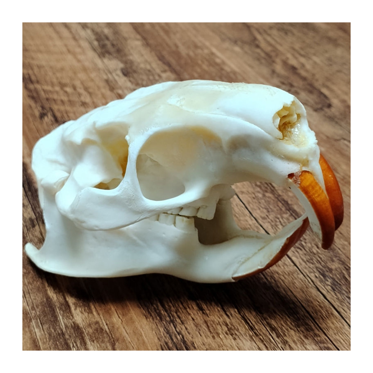 Authentischer Myocastor Coypus Schädel aus echtem Knochen in Weiß als Sammlerstück und Dekoration - Bild 1
