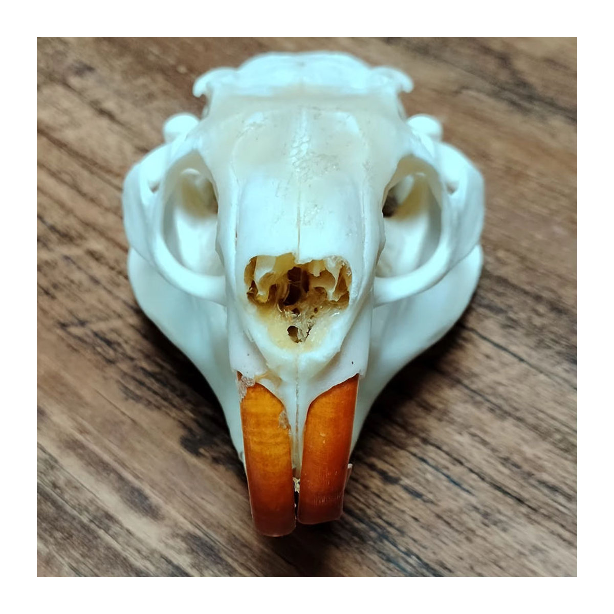 Authentischer Myocastor Coypus Schädel aus echtem Knochen in Weiß als Sammlerstück und Dekoration - Bild 2