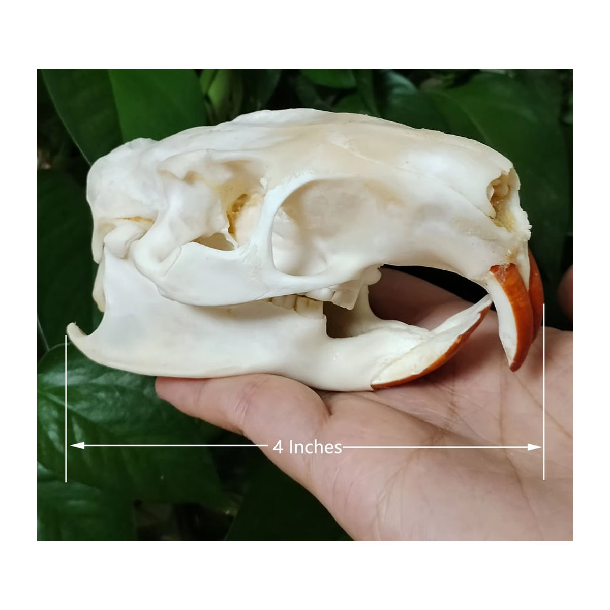 Authentischer Myocastor Coypus Schädel aus echtem Knochen in Weiß als Sammlerstück und Dekoration - Bild 6