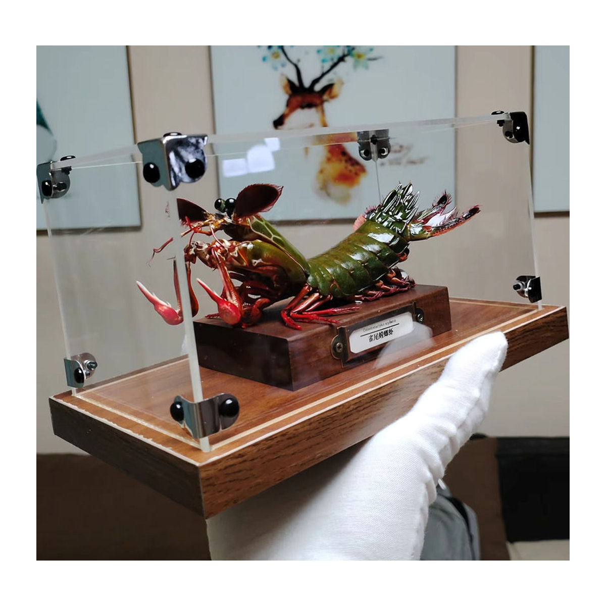 Authentisches Pfauen-Mantis-Garnelen-Präparat Odontodaktylus Scyllarus in Mehrfarbig auf Holz zur Dekoration - Bild 3