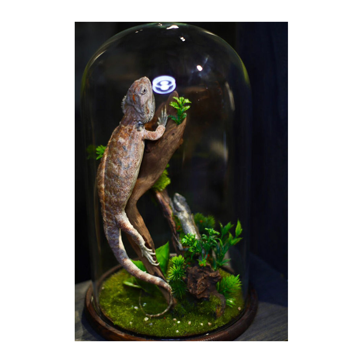 Authentisches Pogona Vitticeps Präparat in einer Glasvitrine, mehrfarbiger bärtiger Drache als Sammlerstück und Dekoration - Bild 1