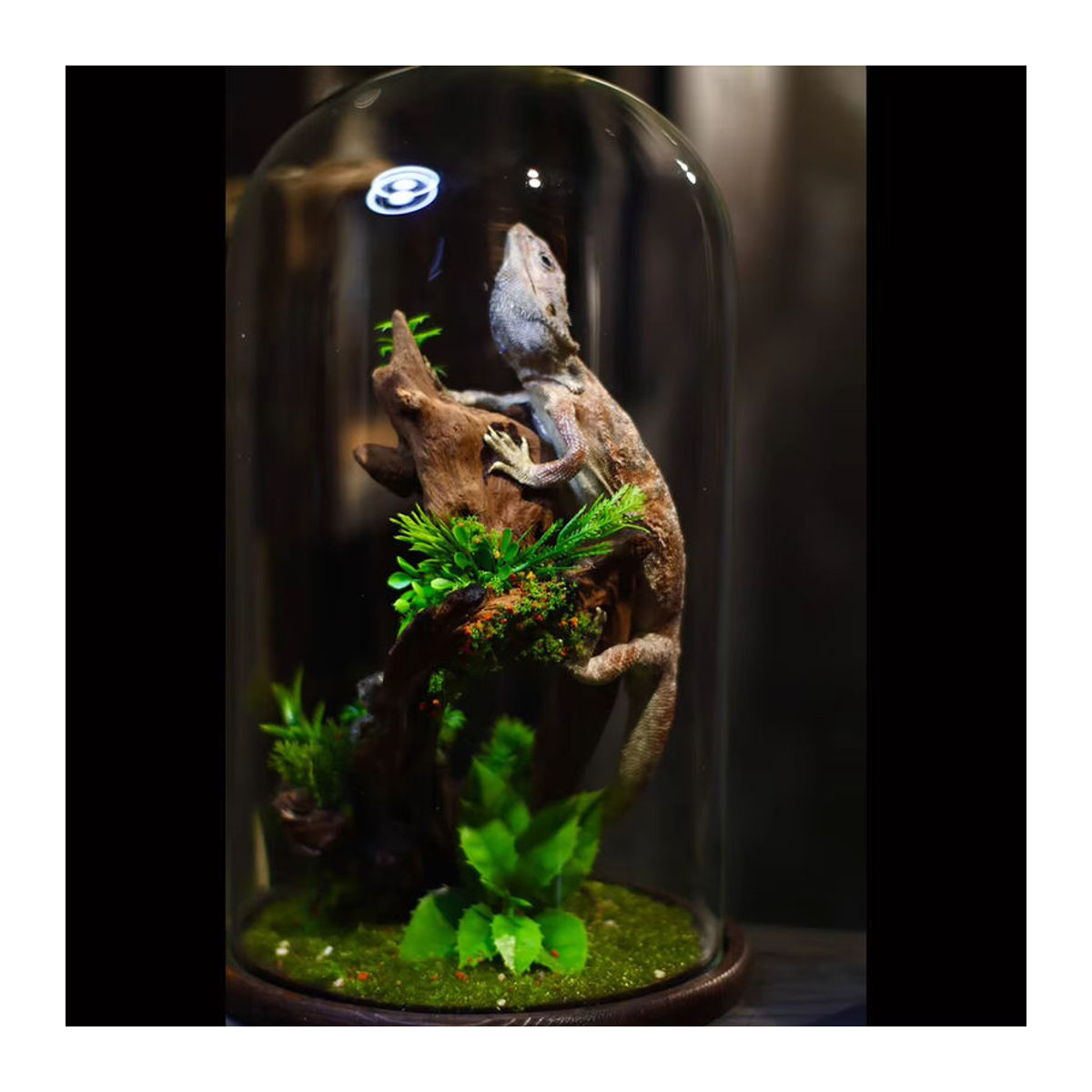 Authentisches Pogona Vitticeps Präparat in einer Glasvitrine, mehrfarbiger bärtiger Drache als Sammlerstück und Dekoration - Bild 2