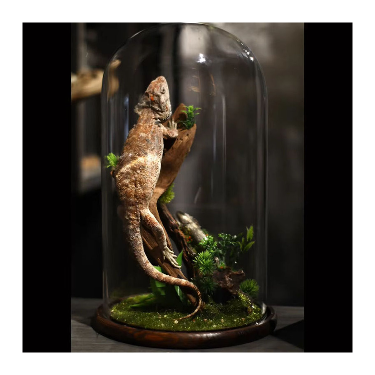 Authentisches Pogona Vitticeps Präparat in einer Glasvitrine, mehrfarbiger bärtiger Drache als Sammlerstück und Dekoration - Bild 3