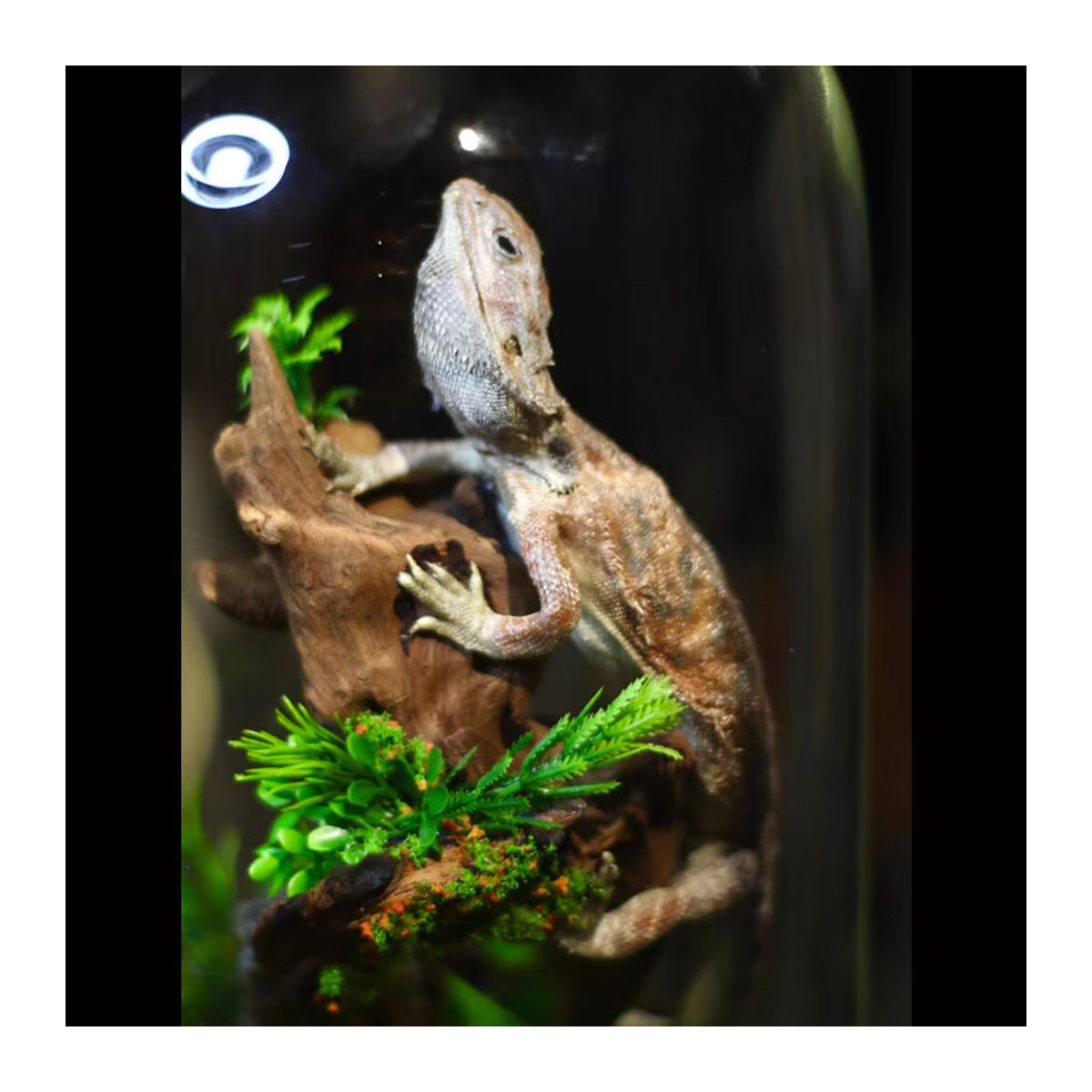 Authentisches Pogona Vitticeps Präparat in einer Glasvitrine, mehrfarbiger bärtiger Drache als Sammlerstück und Dekoration - Bild 4