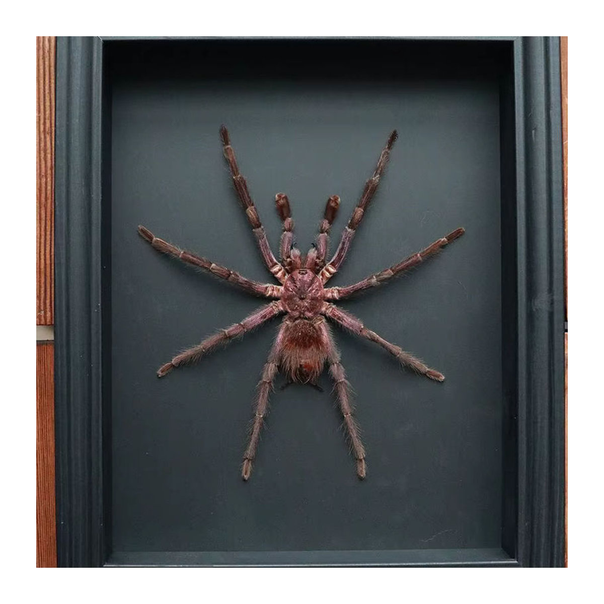 Authentisches Theraphosidae Spinnenpräparat aus Lateinamerika in Braun zur wissenschaftlichen Dekoration - Bild 1