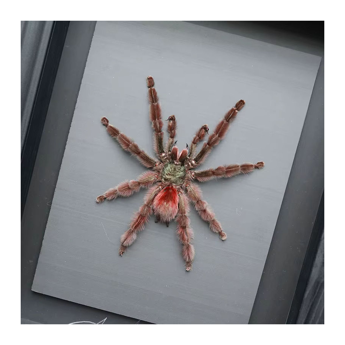 Authentisches Theraphosidae Spinnenpräparat aus Lateinamerika in Braun zur wissenschaftlichen Dekoration - Bild 3