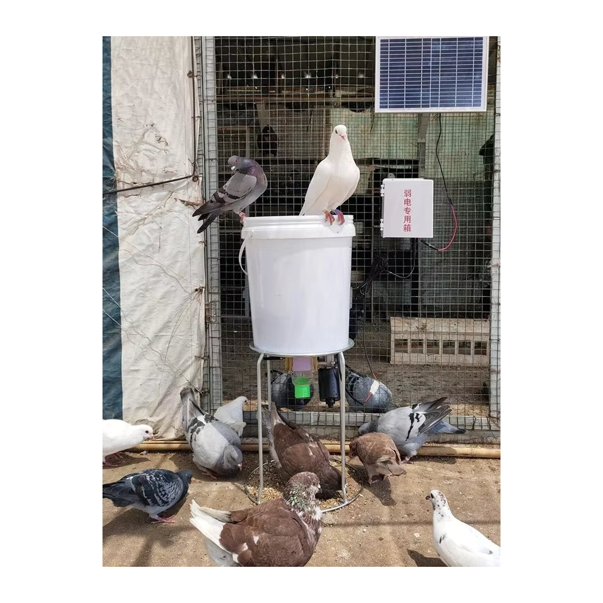 Automatischer Hühnerfutterspender aus Kunststoff mit intelligenter Zeitsteuerung für Hühner, Tauben und Enten - Bild 5