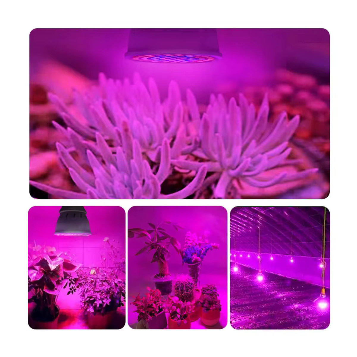 AVACOM LED Pflanzenlampe E27 Vollspektrum Phytolampe für Garten, Hydrokultur und Gewächshaus-Zelte - Bild 3