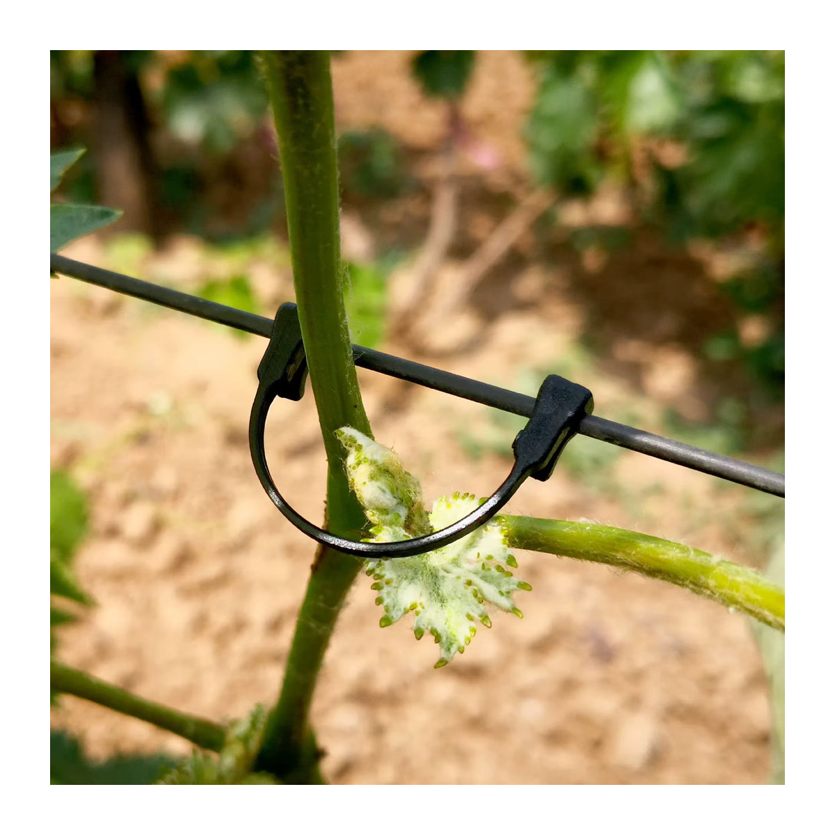 Befestigungshaken und Bindeschnallen für Gartenpflanzen und landwirtschaftliche Pflanzenreben zur Befestigung von Blaubeer- und Traubenpflanzen - Bild 2