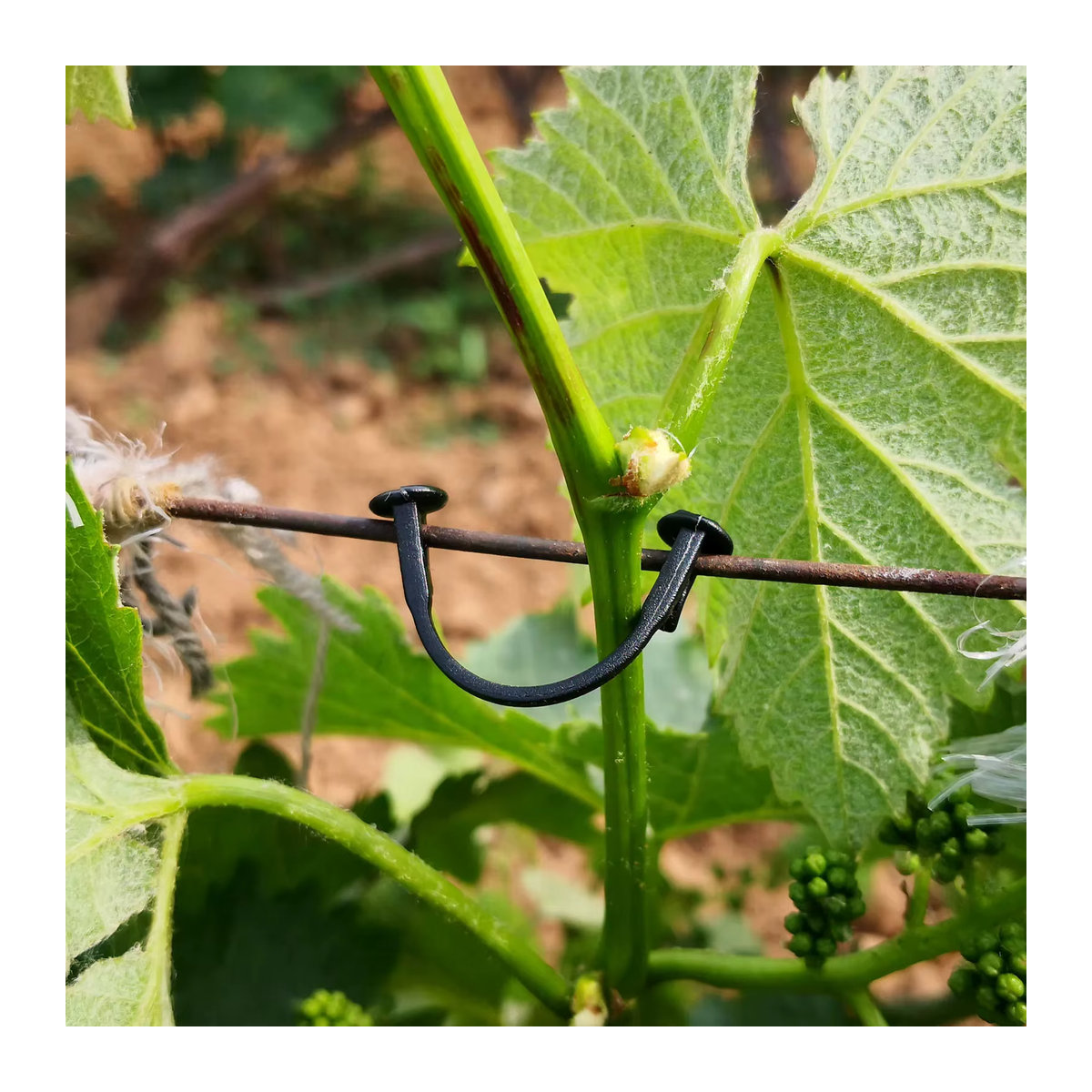 Befestigungshaken und Bindeschnallen für Gartenpflanzen und landwirtschaftliche Pflanzenreben zur Befestigung von Blaubeer- und Traubenpflanzen - Bild 5
