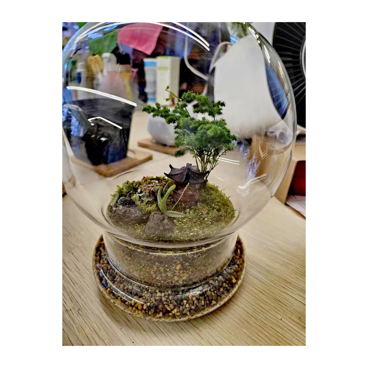BenRussell Glas Terrarium Kugelförmige Mikrolandschaft Vase in Grün und Transparent, B/T/H: 16 x 12 x 12 cm - Bild 4