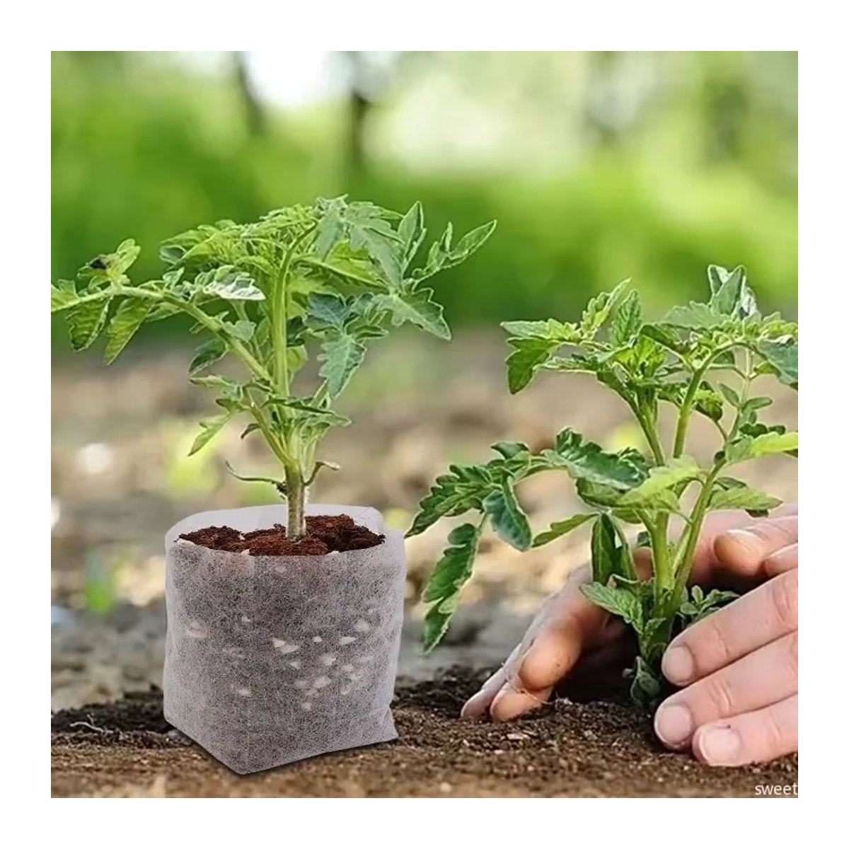 Biologisch abbaubare Vlies-Pflanztaschen für Sämlinge und Gemüse zur Anzucht von Blumen und Pflanzen - Bild 2
