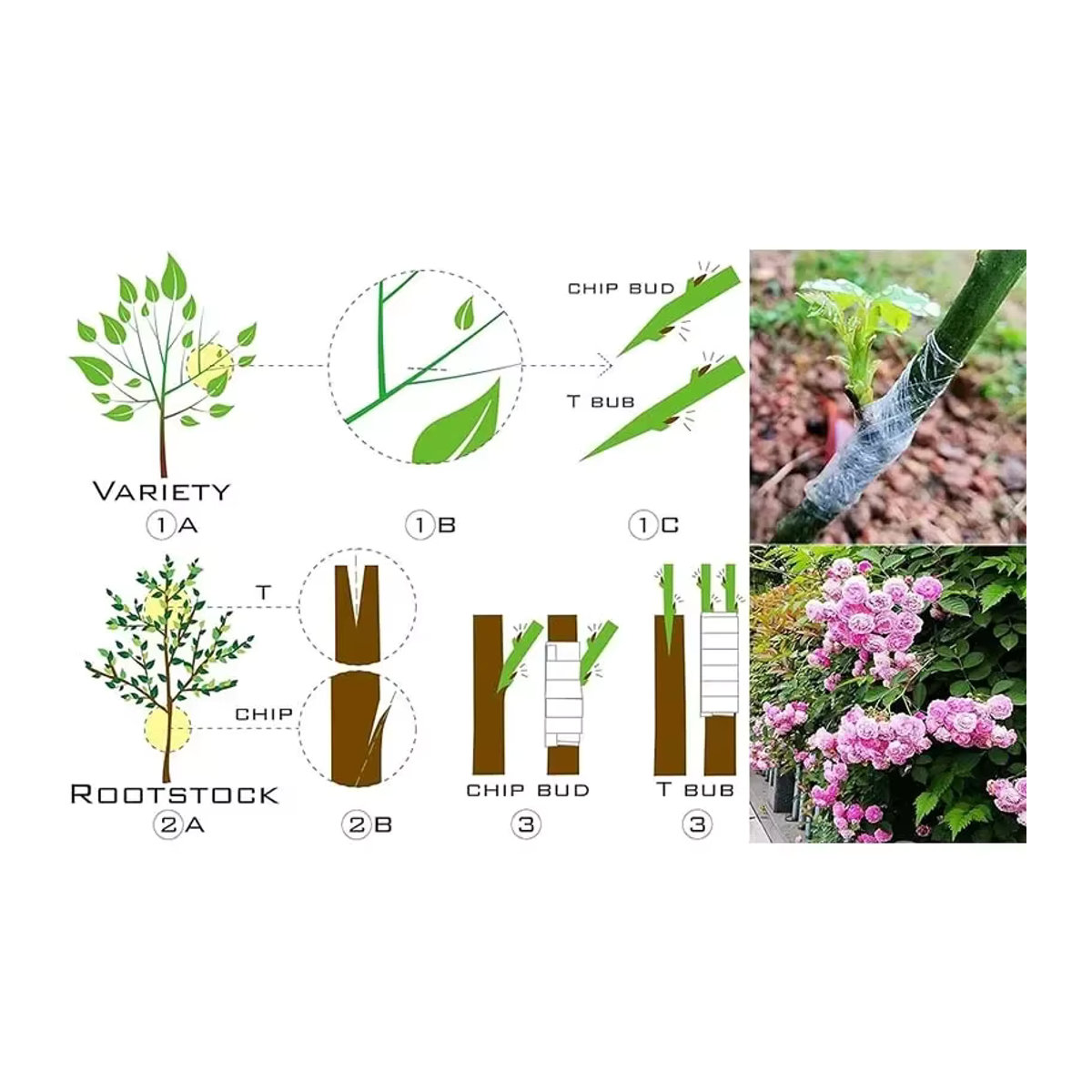 Biologisch abbaubares Pfropfband für die Gartenarbeit als selbstklebende Transplantatmembran zur Pflanzenpfropfung - Bild 2